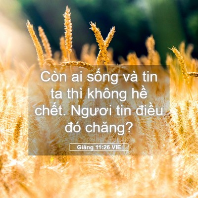 Picture 05 - Giăng 11:26 VIE - Còn ai sống và tin ta thì không hề - Bible Verse Picture