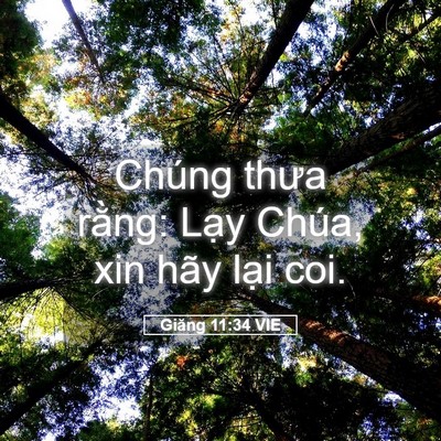 Picture 05 - Giăng 11:34 VIE - Chúng thưa rằng: Lạy Chúa, xin hãy lại - Bible Verse Picture