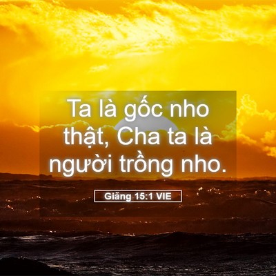 Picture 05 - Giăng 15:1 VIE - Ta là gốc nho thật, Cha ta là người - Bible Verse Picture