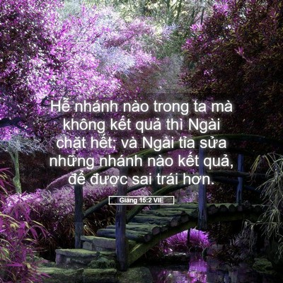 Picture 05 - Giăng 15:2 VIE - Hễ nhánh nào trong ta mà không kết quả - Bible Verse Picture