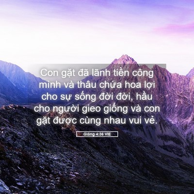 Picture 05 - Giăng 4:36 VIE - Con gặt đã lãnh tiền công mình và thâu - Bible Verse Picture