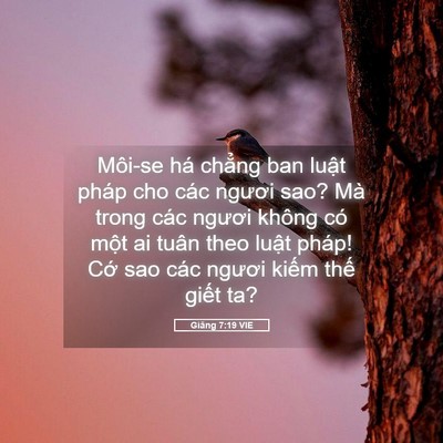 Picture 05 - Giăng 7:19 VIE - Môi-se há chẳng ban luật pháp cho các - Bible Verse Picture