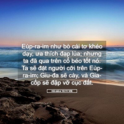Picture 05 - Hô-sê-a 10:11 VIE - Eùp-ra-im như bò cái tơ khéo dạy, ưa - Bible Verse Picture