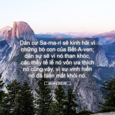 Picture 05 - Hô-sê-a 10:5 VIE - Dân cư Sa-ma-ri sẽ kinh hãi vì những bò - Bible Verse Picture