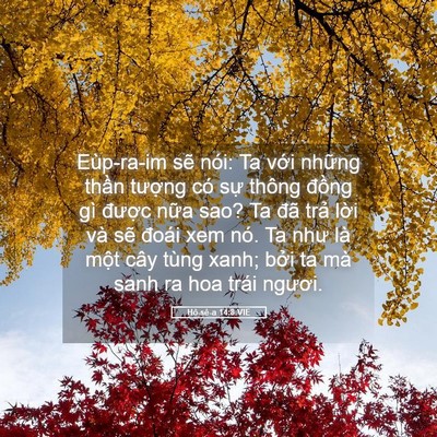 Picture 05 - Hô-sê-a 14:8 VIE - Eùp-ra-im sẽ nói: Ta với những thần - Bible Verse Picture