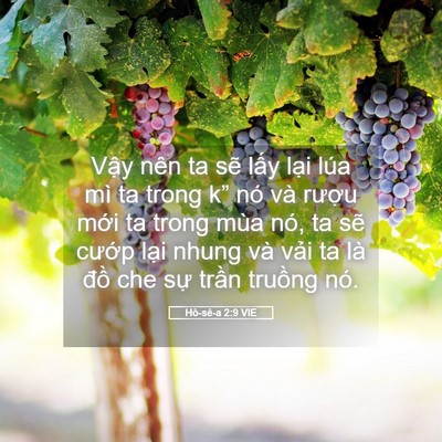 Picture 05 - Hô-sê-a 2:9 VIE - Vậy nên ta sẽ lấy lại lúa mì ta trong - Bible Verse Picture