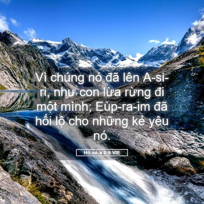 Picture 05 - Hô-sê-a 8:9 VIE - Vì chúng nó đã lên A-si-ri, như con lừa - Bible Verse Picture