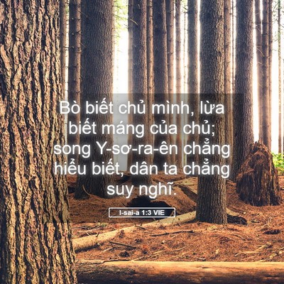 Picture 05 - I-sai-a 1:3 VIE - Bò biết chủ mình, lừa biết máng của - Bible Verse Picture