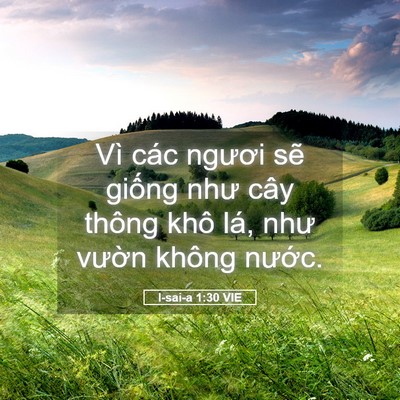 Picture 05 - I-sai-a 1:30 VIE - Vì các ngươi sẽ giống như cây thông - Bible Verse Picture