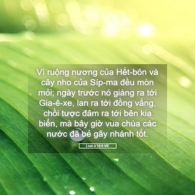 Picture 05 - I-sai-a 16:8 VIE - Vì ruộng nương của Hết-bôn và cây nho - Bible Verse Picture