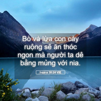 Picture 05 - I-sai-a 30:24 VIE - Bò và lừa con cày ruộng sẽ ăn thóc - Bible Verse Picture