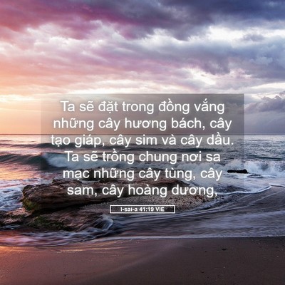 Picture 05 - I-sai-a 41:19 VIE - Ta sẽ đặt trong đồng vắng những cây - Bible Verse Picture