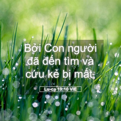 Picture 05 - Lu-ca 19:10 VIE - Bởi Con người đã đến tìm và cứu - Bible Verse Picture