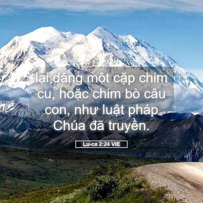 Picture 05 - Lu-ca 2:24 VIE - lại dâng một cặp chim cu, hoặc chim bò - Bible Verse Picture