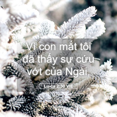 Picture 05 - Lu-ca 2:30 VIE - Vì con mắt tôi đã thấy sự cứu vớt - Bible Verse Picture