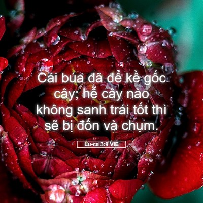 Picture 05 - Lu-ca 3:9 VIE - Cái búa đã để kề gốc cây; hễ cây - Bible Verse Picture