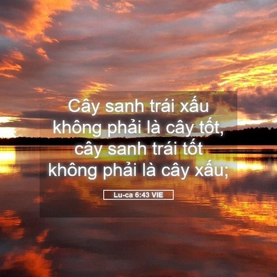 Picture 05 - Lu-ca 6:43 VIE - Cây sanh trái xấu không phải là cây - Bible Verse Picture