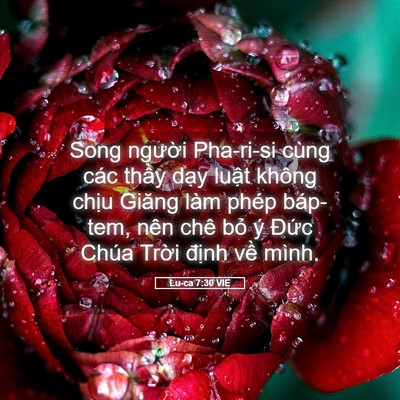 Picture 05 - Lu-ca 7:30 VIE - Song người Pha-ri-si cùng các thầy dạy - Bible Verse Picture