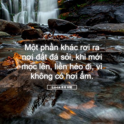 Picture 05 - Lu-ca 8:6 VIE - Một phần khác rơi ra nơi đất đá - Bible Verse Picture