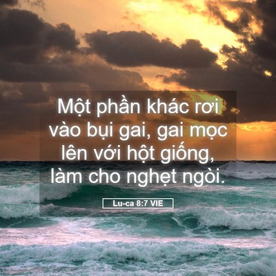 Picture 05 - Lu-ca 8:7 VIE - Một phần khác rơi vào bụi gai, gai mọc - Bible Verse Picture