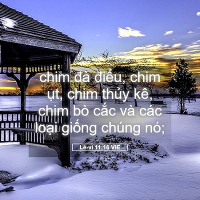 Picture 05 - Lê-vi 11:16 VIE - chim đà điểu, chim ụt, chim thủy kê, - Bible Verse Picture