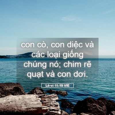 Picture 05 - Lê-vi 11:19 VIE - con cò, con diệc và các loại giống - Bible Verse Picture