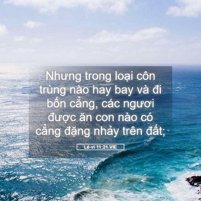 Picture 05 - Lê-vi 11:21 VIE - Nhưng trong loại côn trùng nào hay bay và - Bible Verse Picture
