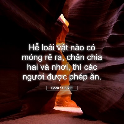 Picture 05 - Lê-vi 11:3 VIE - Hễ loài vật nào có móng rẽ ra, chân - Bible Verse Picture