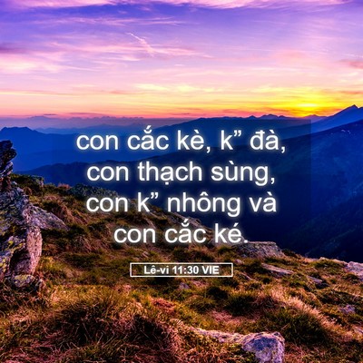 Picture 05 - Lê-vi 11:30 VIE - con cắc kè, k” đà, con thạch sùng, con - Bible Verse Picture