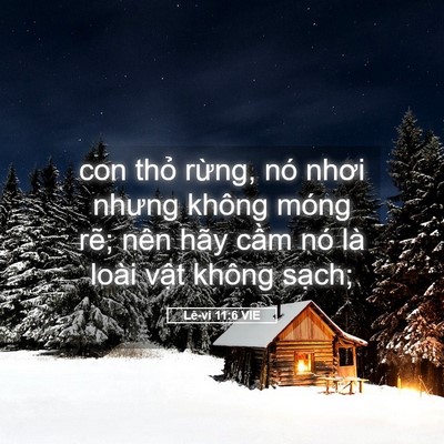 Picture 05 - Lê-vi 11:6 VIE - con thỏ rừng, nó nhơi nhưng không móng - Bible Verse Picture