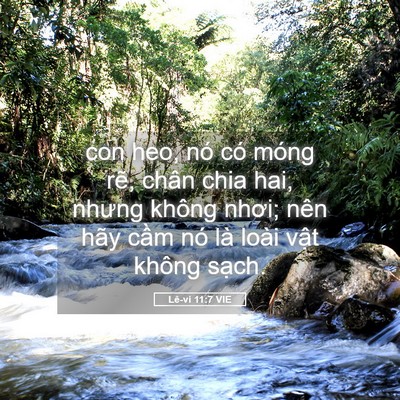 Picture 05 - Lê-vi 11:7 VIE - con heo, nó có móng rẽ, chân chia hai, - Bible Verse Picture