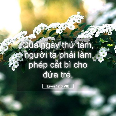 Picture 05 - Lê-vi 12:3 VIE - Qua ngày thứ tám, người ta phải làm - Bible Verse Picture