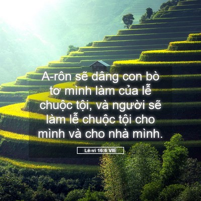 Picture 05 - Lê-vi 16:6 VIE - A-rôn sẽ dâng con bò tơ mình làm của - Bible Verse Picture