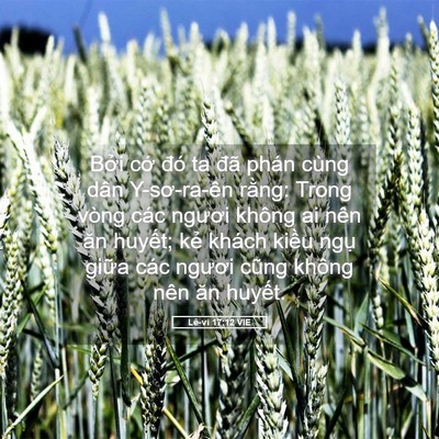 Picture 05 - Lê-vi 17:12 VIE - Bởi cớ đó ta đã phán cùng dân - Bible Verse Picture