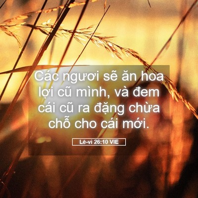 Picture 05 - Lê-vi 26:10 VIE - Các ngươi sẽ ăn hoa lợi cũ mình, và - Bible Verse Picture
