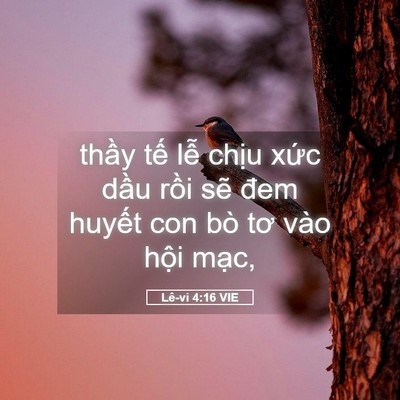 Picture 05 - Lê-vi 4:16 VIE - thầy tế lễ chịu xức dầu rồi sẽ - Bible Verse Picture