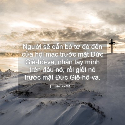 Picture 05 - Lê-vi 4:4 VIE - Người sẽ dẫn bò tơ đó đến cửa - Bible Verse Picture