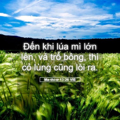 Picture 05 - Ma-thi-ơ 13:26 VIE - Đến khi lúa mì lớn lên, và trổ bông, - Bible Verse Picture