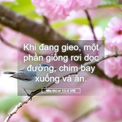 Picture 05 - Ma-thi-ơ 13:4 VIE - Khi đang gieo, một phần giống rơi dọc - Bible Verse Picture