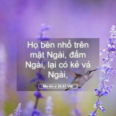 Picture 05 - Ma-thi-ơ 26:67 VIE - Họ bèn nhổ trên mặt Ngài, đấm Ngài, - Bible Verse Picture