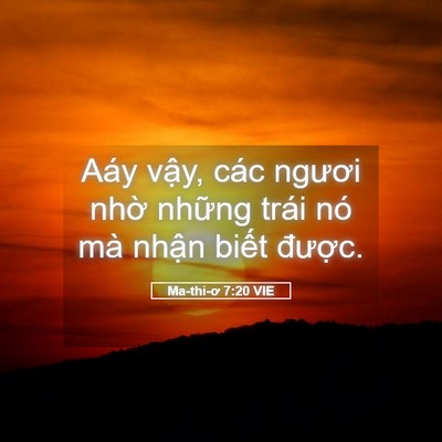 Picture 05 - Ma-thi-ơ 7:20 VIE - Aáy vậy, các ngươi nhờ những trái nó - Bible Verse Picture
