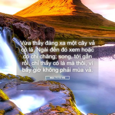 Picture 05 - Mác 11:13 VIE - Vừa thấy đàng xa một cây vả có lá, - Bible Verse Picture