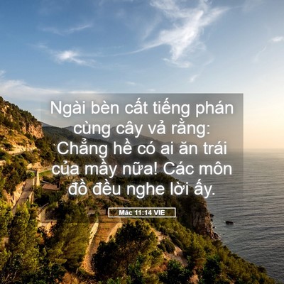 Picture 05 - Mác 11:14 VIE - Ngài bèn cất tiếng phán cùng cây vả - Bible Verse Picture