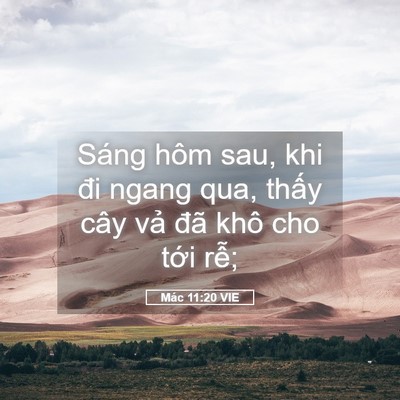 Picture 05 - Mác 11:20 VIE - Sáng hôm sau, khi đi ngang qua, thấy cây - Bible Verse Picture
