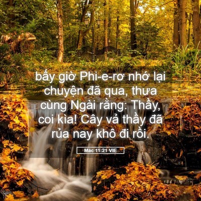 Picture 05 - Mác 11:21 VIE - bấy giờ Phi-e-rơ nhớ lại chuyện đã - Bible Verse Picture