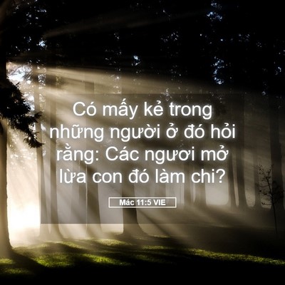 Picture 05 - Mác 11:5 VIE - Có mấy kẻ trong những người ở đó - Bible Verse Picture