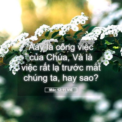 Picture 05 - Mác 12:11 VIE - Aáy là công việc của Chúa, Và là việc - Bible Verse Picture