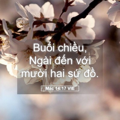 Picture 05 - Mác 14:17 VIE - Buổi chiều, Ngài đến với mười hai - Bible Verse Picture