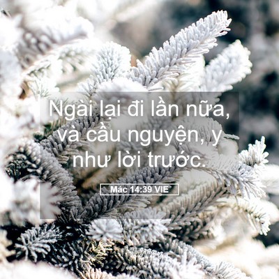 Picture 05 - Mác 14:39 VIE - Ngài lại đi lần nữa, và cầu nguyện, - Bible Verse Picture