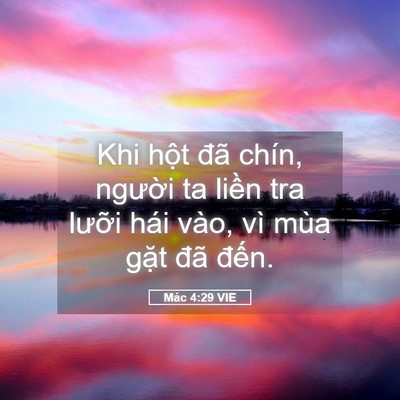 Picture 05 - Mác 4:29 VIE - Khi hột đã chín, người ta liền tra - Bible Verse Picture